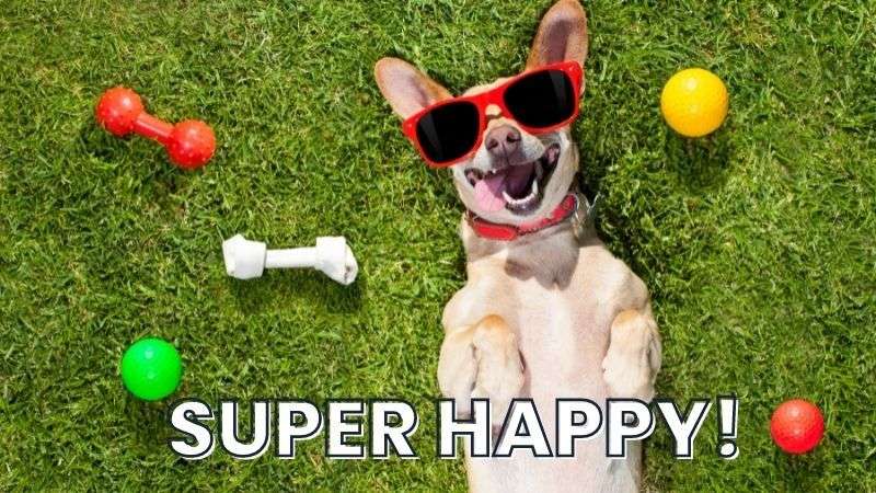 Super Happy! (800 × 450 px)